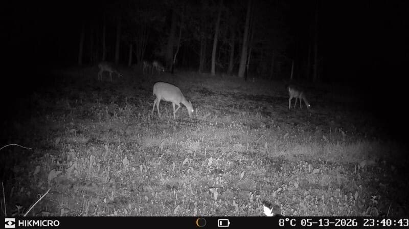 HIKMICRO T16 4G Wildkamera im Jagdrevier montiert für Echtzeit-Bildübertragung, Wildmonitoring und effiziente Revierkontrolle