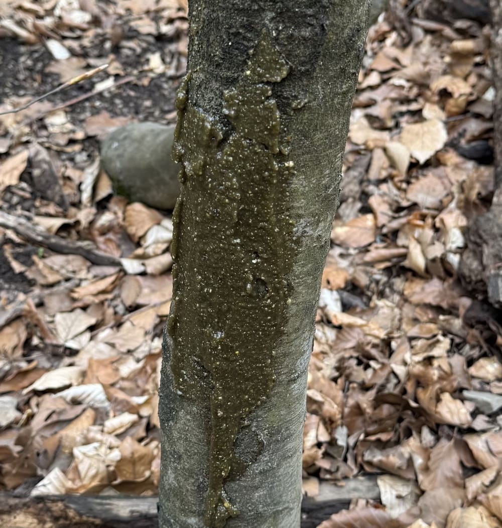 Wildlutscher Lockpaste auf Baumrinde aufgetragen zur Wildlenkung an Malbaum, Kirrung und Lockstelle im Revier