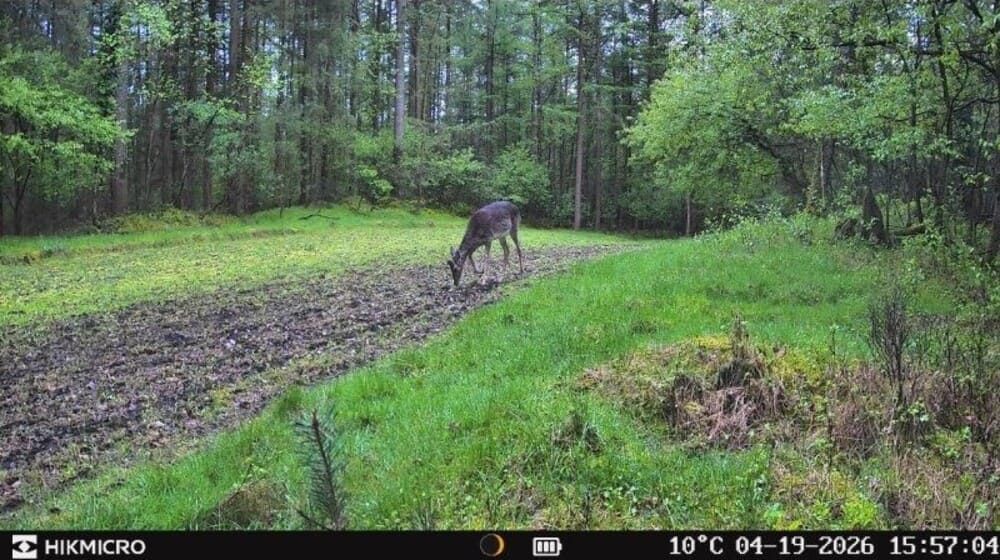 HIKMICRO T16 Wildkamera mit Akku- und Batteriebetrieb für lange Laufzeiten bei professioneller Wildbeobachtung und Revierüberwachung