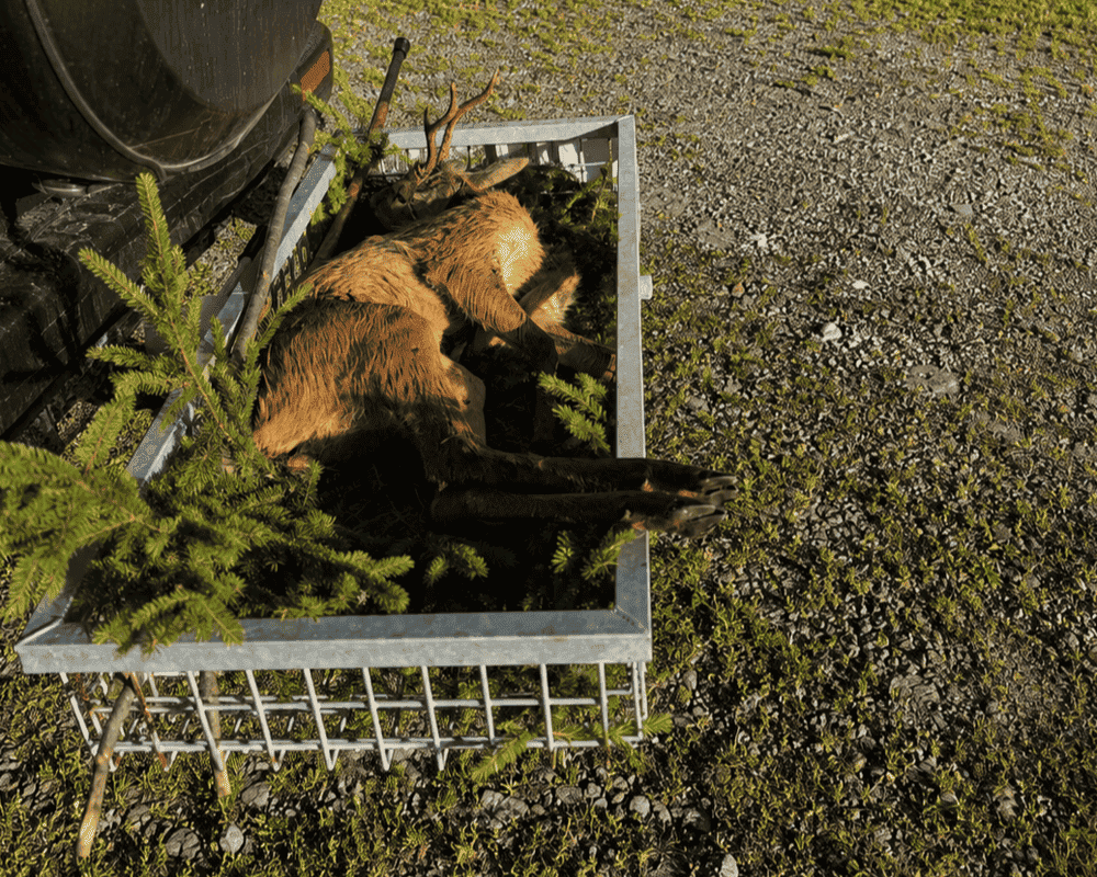 GEHETEC Wildträger mit erlegtem Rehbock für sicheren Wildtransport im Revier.